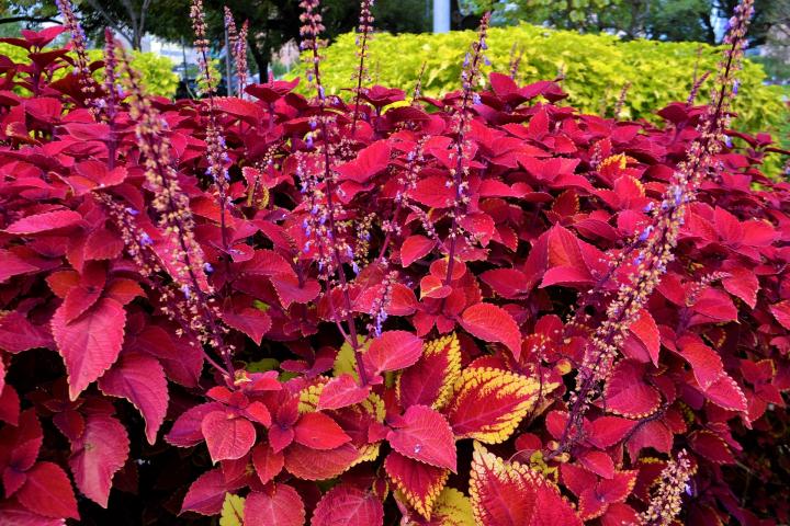 red-coleus-plants-2984364_1920_full_width.jpg